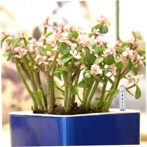 20 Pack Plant Water Level Indicator Gauges For Indoor Potted Plants Soil Moisture Meter Probes And Sensor Monitors To Help You Water Right Cut Overwatering Make Plant Care A Breeze Keep Houseplants Healthy And Thriving inserted in pot next to flowering plant
