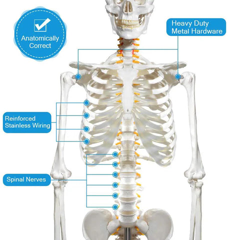 Life Size Skeleton Model With Nervous System For Med Students, 70.8 Inch Human Skeleton showing ribcage and spinal nerves