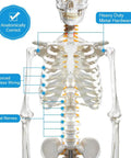 Life Size Human Skeleton Model For Anatomy With Nervous System And Rolling Stand 70.8 Inch Medical Skeleton upper body view