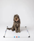 Dog inside Dog Agility Pause Box 36 Inch Square Portable Practice Set With Collapsible Design And Carry Bag For Indoor Or Outdoor Training