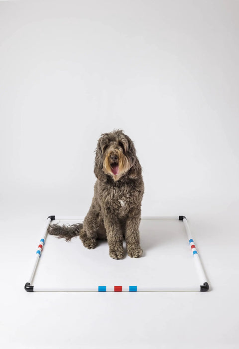 Dog inside Dog Agility Pause Box 36 Inch Square Portable Practice Set With Collapsible Design And Carry Bag For Indoor Or Outdoor Training