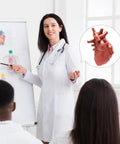 Teacher explaining heart model from 8 Pack Mini Human Body Organ Models For Kids And Students, 3D Realistic Anatomy Set