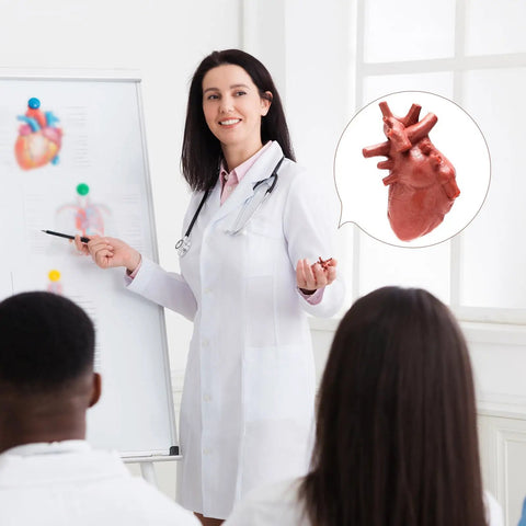 Teacher explaining heart model from 8 Pack Mini Human Body Organ Models For Kids And Students, 3D Realistic Anatomy Set