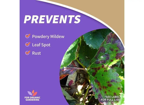 Plant affected by powdery mildew, leaf spot, rust; Sulfur Plant Fungicide Ready To Use 1 Pound for organic control in gardens