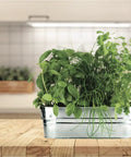 Organic Indoor Herb Garden Kit With Basil Cilantro And Chives Copper Windowsill Planter Coconut Husk Growing Medium Seed Packets Easy Step By Step Guide
