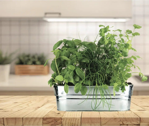 Organic Indoor Herb Garden Kit With Basil Cilantro And Chives Copper Windowsill Planter Coconut Husk Growing Medium Seed Packets Easy Step By Step Guide