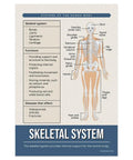 Skeletal System Poster from Eight Essential Human Body Systems Posters Set For Science Classrooms, 12 x 18 Inch, Made In USA