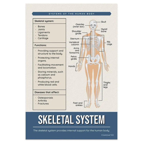 Skeletal System Poster from Eight Essential Human Body Systems Posters Set For Science Classrooms, 12 x 18 Inch, Made In USA