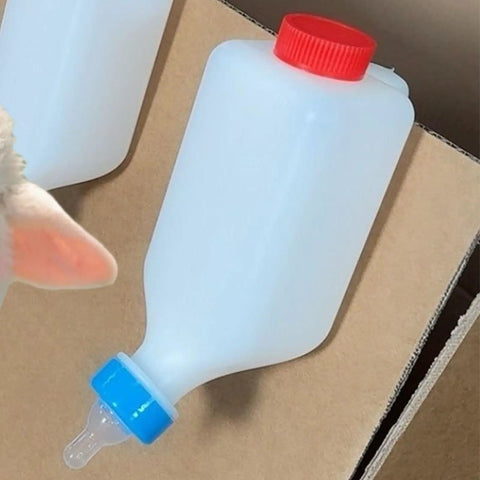 Heavy Duty Lamb Feeding Bottle With Super Soft Nipple For Chill Weaning And Straight Up Nutrition Tracking clutch with blue and red cap.