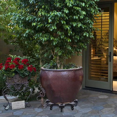 Large plant in brown pot on 20 Inch Heavy Duty Rolling Plant Caddy With Casters For Indoor And Outdoor Use, patio setting