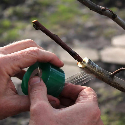 Two Pack Stretchable Grafting Tape For Garden Pros And Green Thumbs Waterproof Self Adhering Budding Tape Ideal For Floral Fruit Tree And Poly Budding 3 Cm Wide 100 M Long Green And White being used on tree branch.