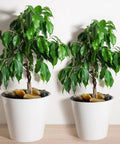 Two indoor plants in white pots with 5 Lb Mixed Color River Pebbles 2 to 3 Inch Large Polished Stones for Indoor Plants visible.