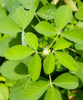 Organic Chipilin Seeds For Planting Grower Friendly Heirloom Seed For Soups Tamales Pupusas Herb Garden High Germination Up To 90 Percent Fast Sprout