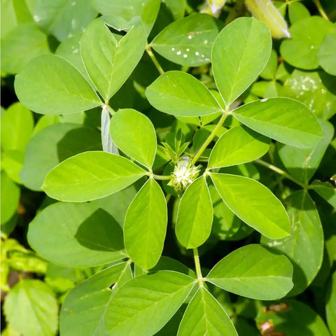 Organic Chipilin Seeds For Planting Grower Friendly Heirloom Seed For Soups Tamales Pupusas Herb Garden High Germination Up To 90 Percent Fast Sprout