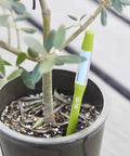 Leave-In Aquameter Soil Moisture Sensor Pen in a 6 inch black pot, large green model for plant water monitoring, easy read root safe meter.