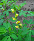 Organic Chipilin plant with green leaves and yellow flowers, suitable for soups, tamales, pupusas in herb gardens, grows up to 3 ft tall.