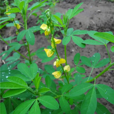 Organic Chipilin plant with green leaves and yellow flowers, suitable for soups, tamales, pupusas in herb gardens, grows up to 3 ft tall.