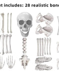 Realistic Skeleton Bones 28 Piece Halloween Prop Set For Creepy Graveyard And Haunted House Decor spread on white background