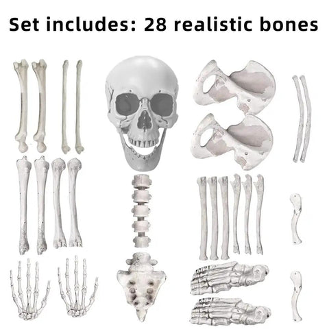Realistic Skeleton Bones 28 Piece Halloween Prop Set For Creepy Graveyard And Haunted House Decor spread on white background