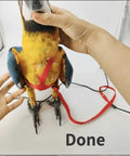 Adjustable Parrot Harness With Leash For Outdoor Flight Training 78.7 Inch Rope Kit For Small To Large Birds Skin Friendly Straps M