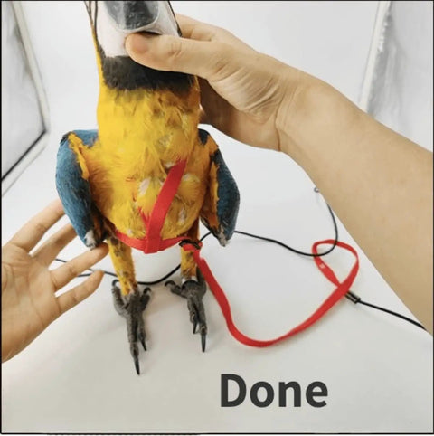 Adjustable Parrot Harness With Leash For Outdoor Flight Training 78.7 Inch Rope Kit For Small To Large Birds Skin Friendly Straps M