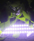 Bright White 200 Pack 3 LED Sign Modules With 5630 5730 SMD LEDs emitting light behind green leaves