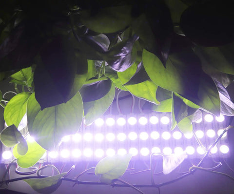 Bright White 200 Pack 3 LED Sign Modules With 5630 5730 SMD LEDs emitting light behind green leaves