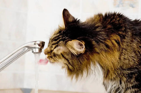 Close-up of a cat drinking water from a faucet in a kitchen with clear tile background.