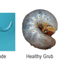 50 Million Live Beneficial Nematodes For Flea And Fly Extermination, Easy To Apply, Safe Around Humans And Pets image showing nematode, healthy grub, infected grub