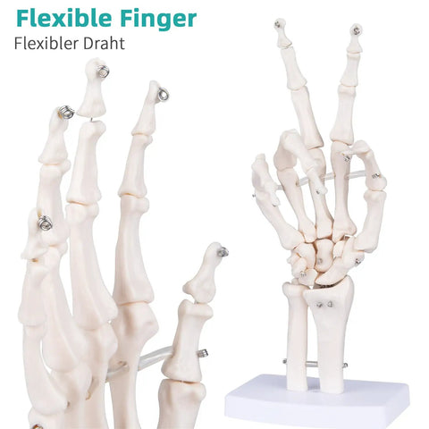 Life Size Skeleton Hand Model With Fully Articulated Fingers For Hands On Medical Training And Anatomy Education on stand