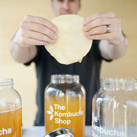 Person holding SCOBY over jars containing 100 Percent Organic SCOBY Kombucha Starter Kit For Home Brew Sessions With Live Culture