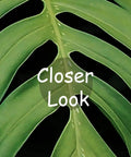 Close-up of Tropical Monstera Banana Leaf Wall Mural For Living Room And Bedroom Not Peel And Stick 141 By 96 Inches, 7 Strips