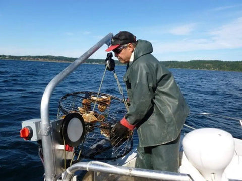 Man using Beefy Heavy Duty Crab Pot Puller With 2.3 HP 90 To 1 Powerdrive Gear System on boat.