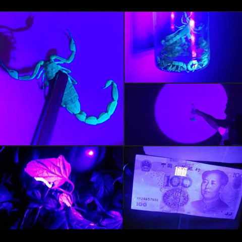 Dope UV Headlamp With White Light 395nm Blacklight Zoomable Head Torch illuminating scorpion, currency, and plant under UV light