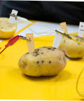 Hands On Fruit Battery Science Kit With Nickel Strips And Electromagnet Parts, potato with copper and zinc strips for DIY experiment