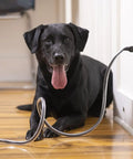 Black dog near insulated wire protected by XL 20 Feet Heavy Duty Pet Cord Protector for tough chewers, clear and safe in home.