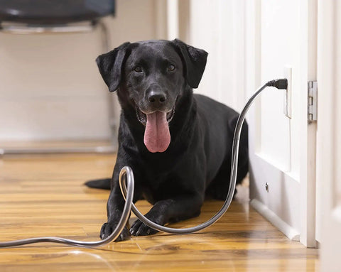Black dog near insulated wire protected by XL 20 Feet Heavy Duty Pet Cord Protector for tough chewers, clear and safe in home.