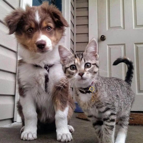 A brown and white puppy sitting next to a gray tabby kitten on a porch in front of a door.