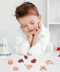 Child observing 8 Pack Mini Human Body Organ Models For Kids And Students, 3D Realistic Anatomy Set with various organ replicas on table