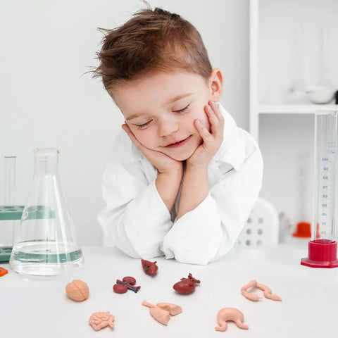 Child observing 8 Pack Mini Human Body Organ Models For Kids And Students, 3D Realistic Anatomy Set with various organ replicas on table