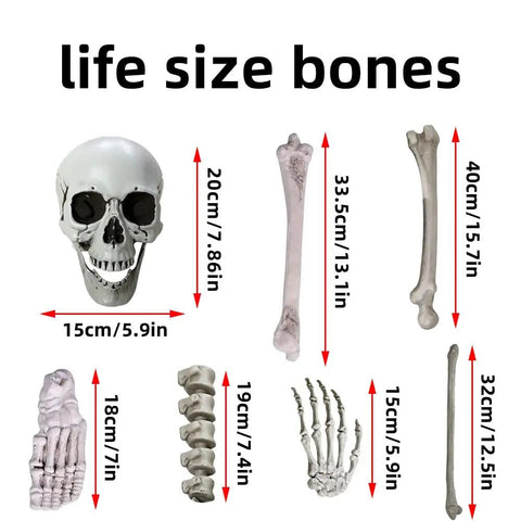 Realistic Skeleton Bones 28 Piece Halloween Prop Set showing life size skull hands spine ribs in lightweight plastic