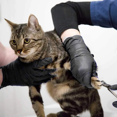 Person wearing black nitrile gloves holding a cat for grooming, showcasing the pet's calm demeanor and attentive care.