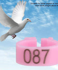 Dove flying next to 100 Pieces Pigeon Leg Bands 8mm Numbered Bird Leg Rings for Small Birds Poultry Foot Clips Clip On Weatherproof Plastic ID Tags