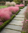 Ornamental Grass Live Plant Pink Muhly 4-6 Inch Tall Soil Plug Ready For Planting, Fast Growing Perennial For Garden Beds, Reaches 2 To 3 Feet Tall And Wide, Easy Care Landscaping beside stone path