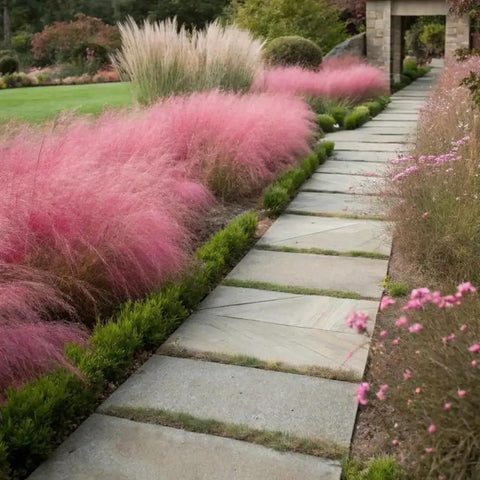 Ornamental Grass Live Plant Pink Muhly 4-6 Inch Tall Soil Plug Ready For Planting, Fast Growing Perennial For Garden Beds, Reaches 2 To 3 Feet Tall And Wide, Easy Care Landscaping beside stone path