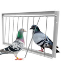 Heavy Duty Iron Pigeon Trap Door One Way Entrance For Loft Cage Easy Install No Fuss The Pigeon T Trap Entrance Door Fits 15.7 By 10 Inches Durable Bird Cage Access Upgrade For Home Or Homing Loft showing two pigeons interacting with the trap door.