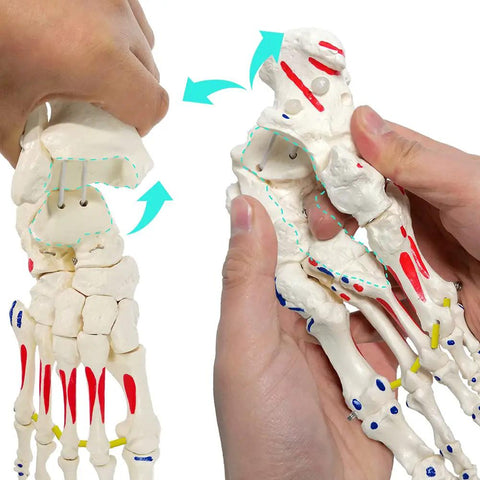 Dope Foot Skeleton Model With Elastic Bungee And Tibia-Fibula Stump for anatomy study in hand demonstrating motion