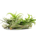 4 Inch Tillandsia Ionantha Air Plants Set Of 3 Assorted Large Air Plants For No-Fuss, Easy-Care Indoor Air Purifying Decor That Brings Fresh Color To Your Home Or Garden Space. shown in a 3-pack