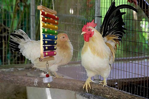 Chickens pecking at a Chicken Xylophone Toy For Hens Hangable Wood Xylophone With Eight Metal Keys near a grinding stone.