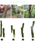 Grafting process with the Grafting Tool Kit For Garden Pruning And Budding Dope Replacement Blades Pro Grade Plant Branch Vine
